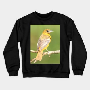 Baltimore Oriole bird with orange white feathers and green soft out of focus background Crewneck Sweatshirt